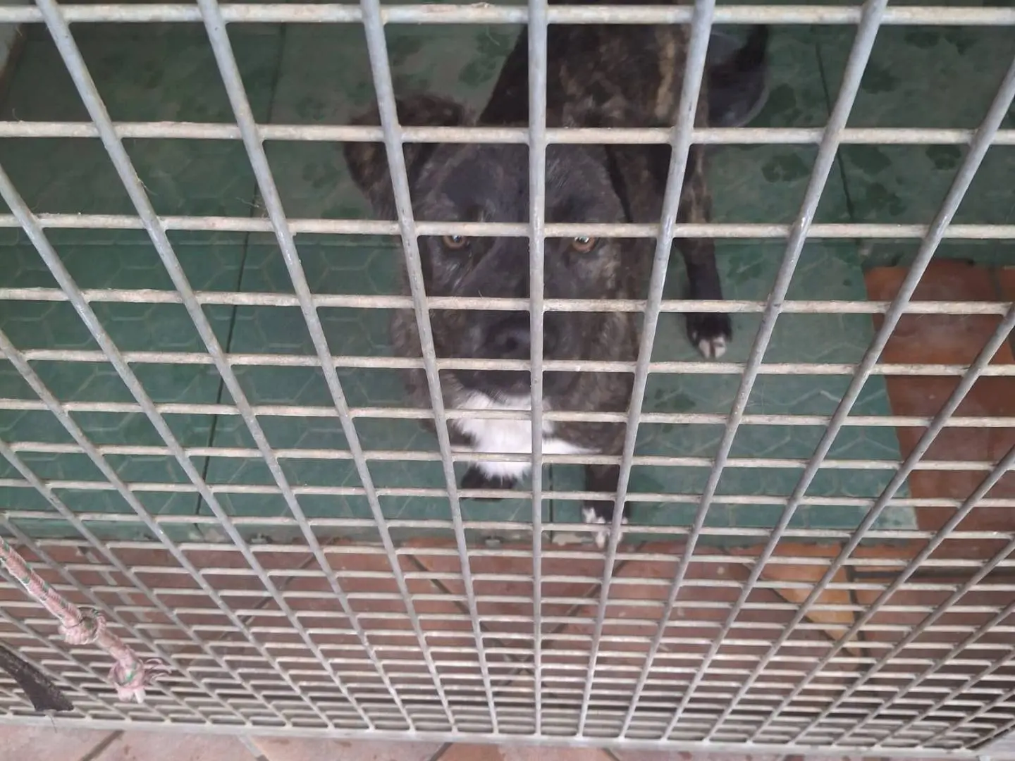 Adotta un cane, maschio, 2 anni, Crotone