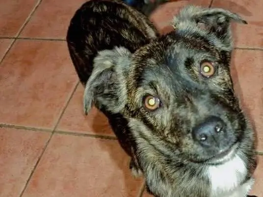 Adozione cane, maschio, Razza sconosciuta Razza sconosciuta, 2 anni, taglia media contenuta, Crotone