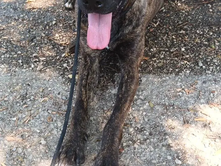 Foto 3 dell'animale