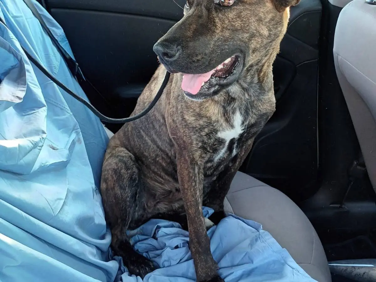 Vuoi adottare un cane a Napoli?