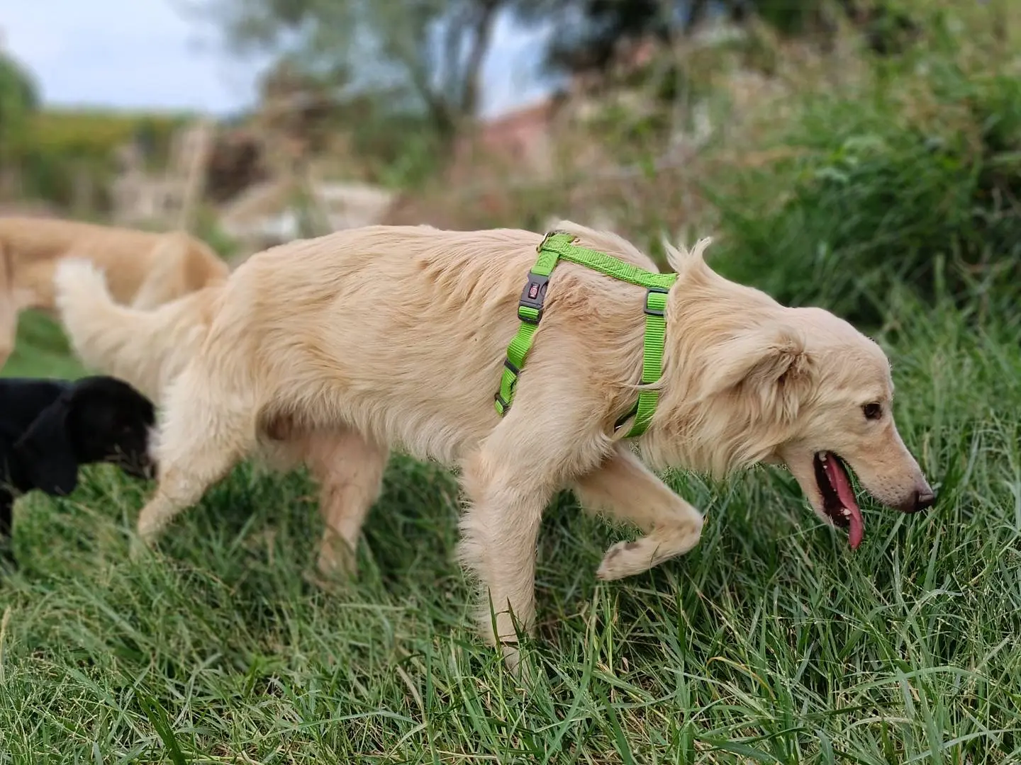 Adotta un cane, maschio, 6 anni e 4 mesi, Siracusa