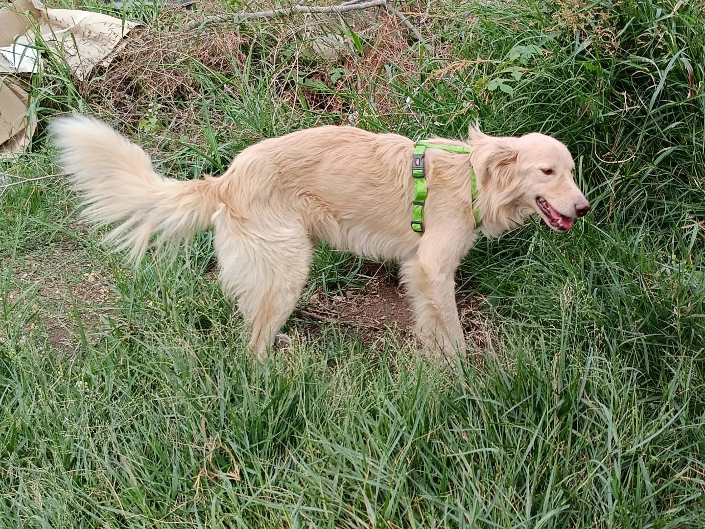 Adotta un cane, taglia media, maschio, Siracusa