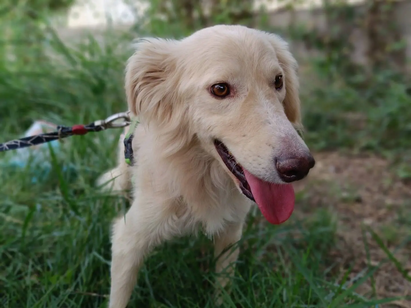 Adozione cane, maschio, meticcio, 6 anni e 4 mesi, taglia media, Siracusa