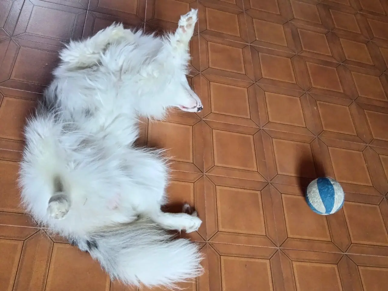 Adotta un cane, taglia media, maschio, Monza