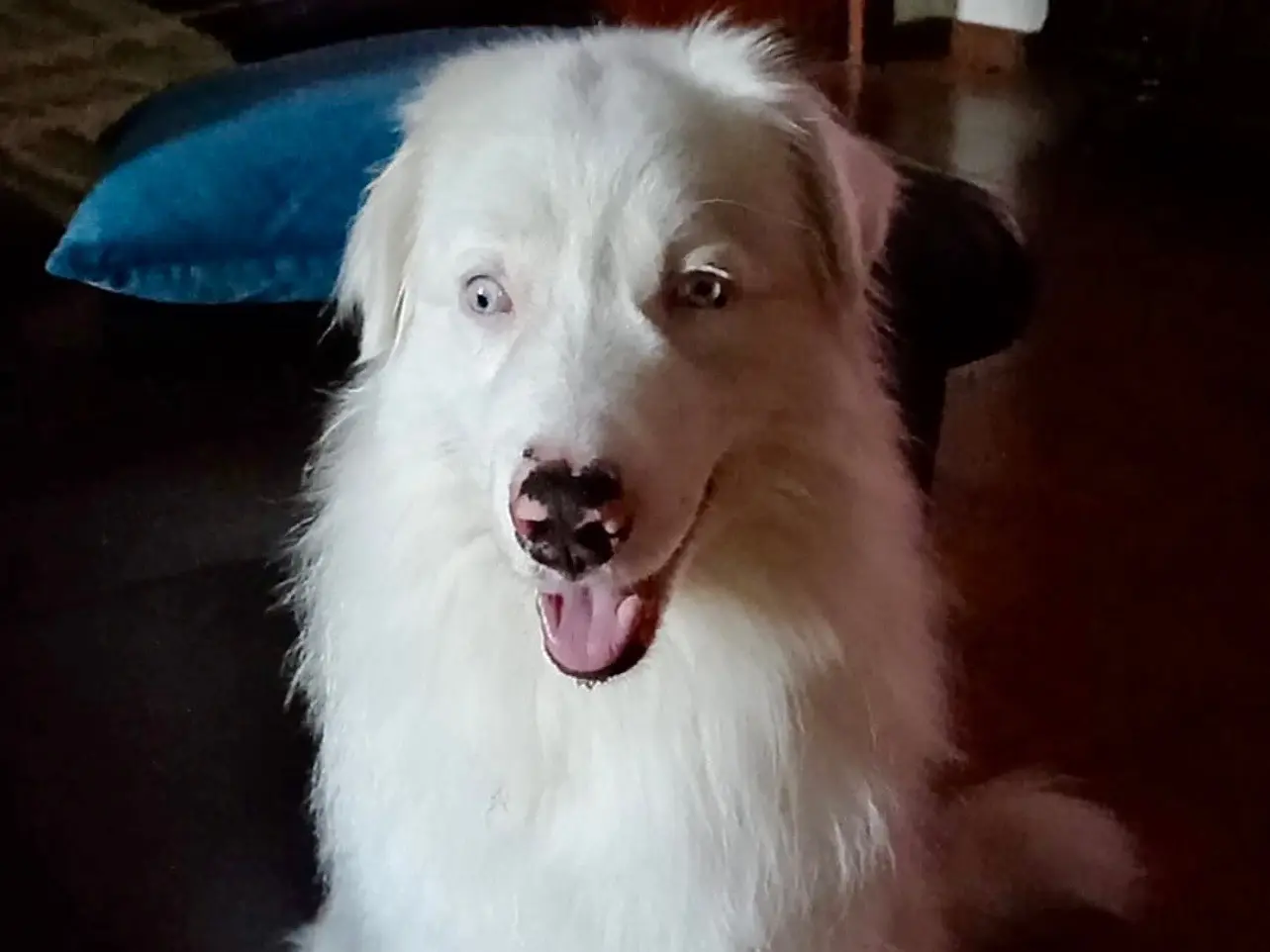 Adozione cane, maschio, Razza sconosciuta Razza sconosciuta, 4 anni e 3 mesi, taglia media, Monza