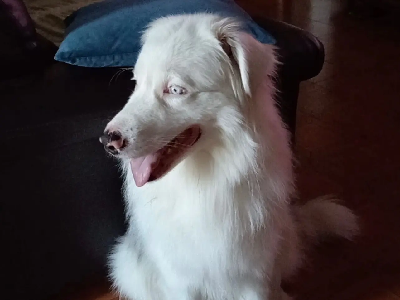 Adotta un cane, maschio, 4 anni e 3 mesi, Monza