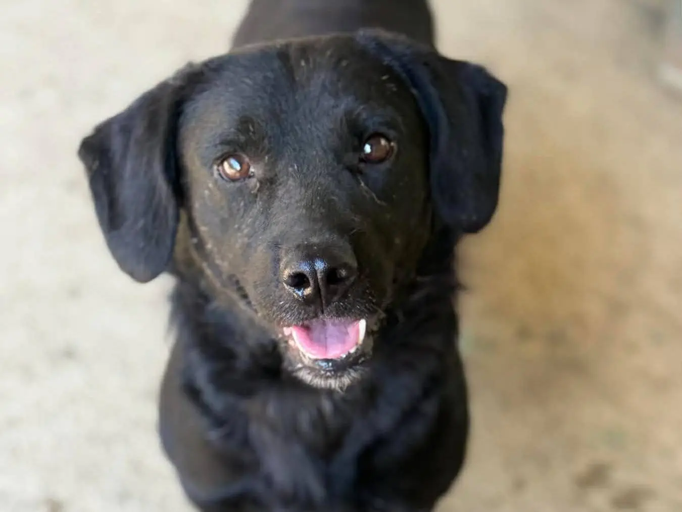 Adotta un cane, taglia media contenuta, maschio, Firenze