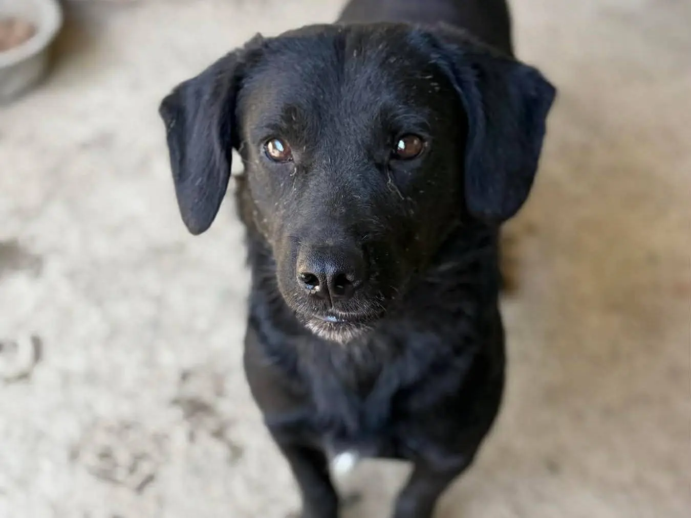 Adotta il cane LILLO a Firenze