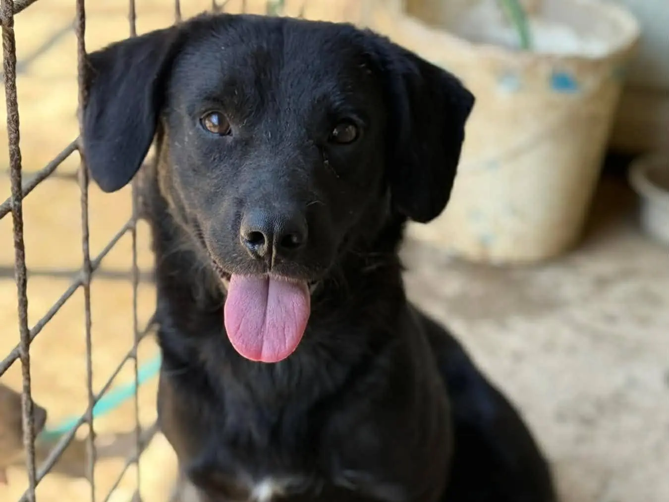 Adotta un cane, maschio, 2 anni e 2 mesi, Firenze