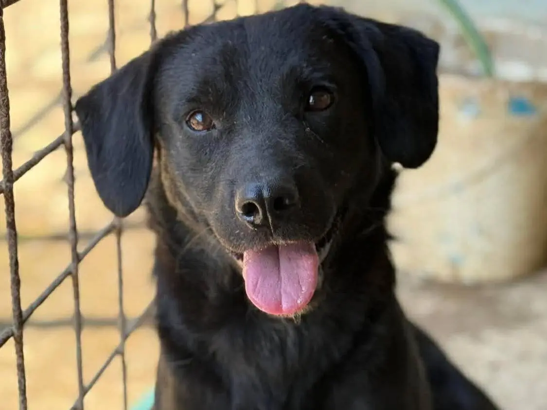 Adozione cane, maschio, Razza sconosciuta Razza sconosciuta, 2 anni e 2 mesi, taglia media contenuta, Firenze
