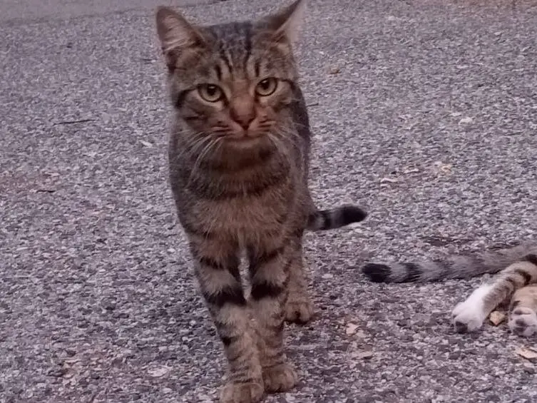 Adozione gatto, maschio, Razza sconosciuta Razza sconosciuta, 2 anni e 9 mesi, taglia non valida, Viterbo
