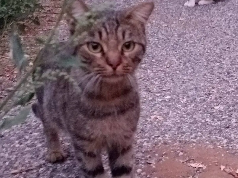 Adotta un gatto, maschio, 2 anni e 9 mesi, Viterbo