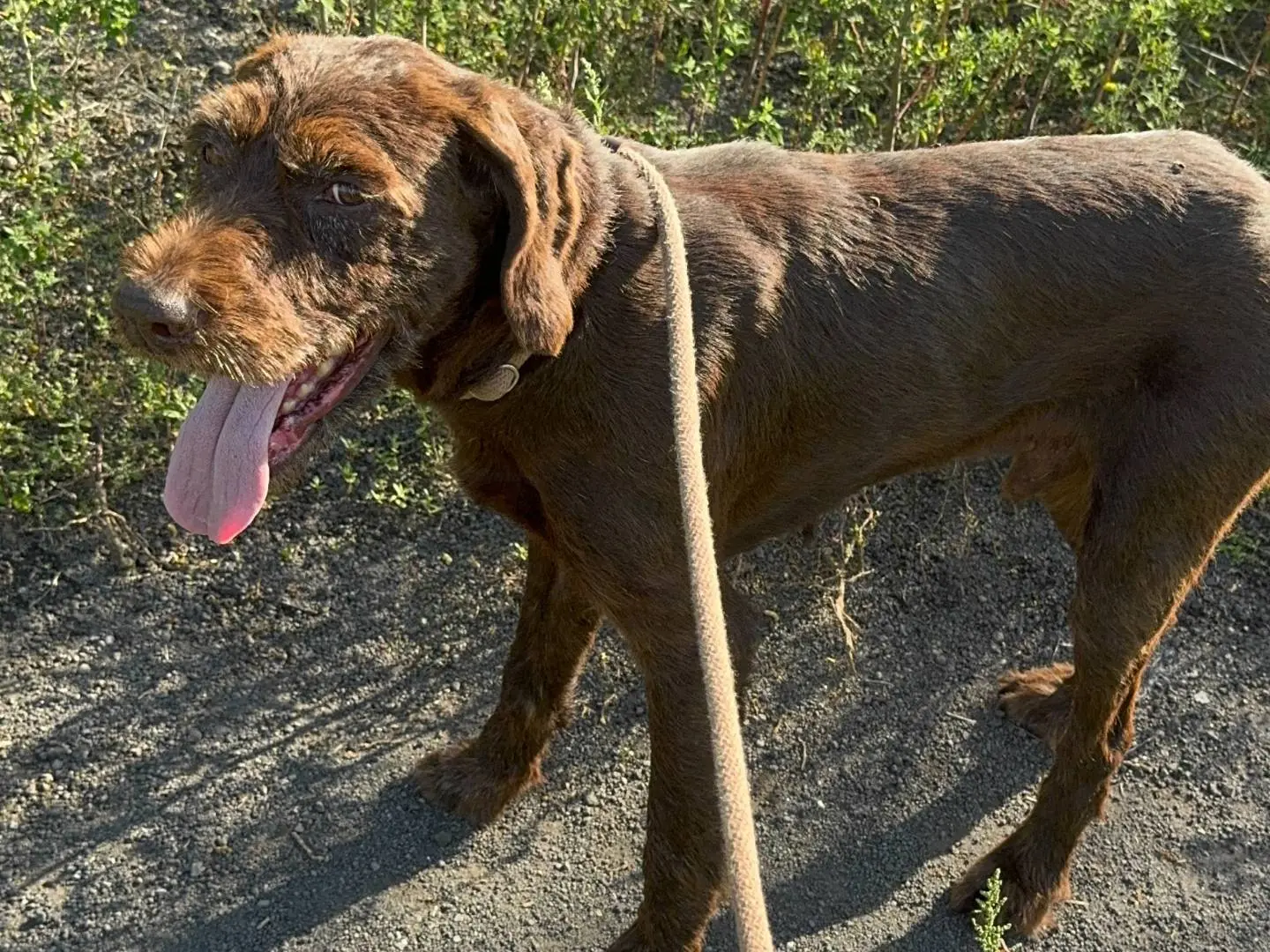 Adotta un cane, maschio, 8 anni e 11 mesi, Napoli