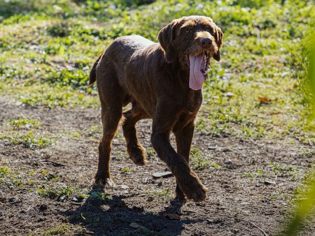 Adozione cane, maschio, Drahtaar Razza sconosciuta, 8 anni e 11 mesi, taglia grande, Napoli