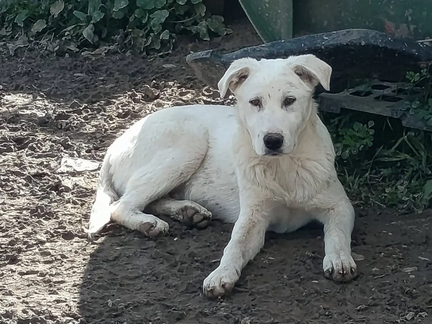 Adozione cane, maschio, Labrador Retriever Pastore maremmano, 1 anno e 10 mesi, taglia piccola, Palermo