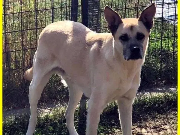Adozione cane, maschio, meticcio, 11 anni e 4 mesi, taglia grande, Roma