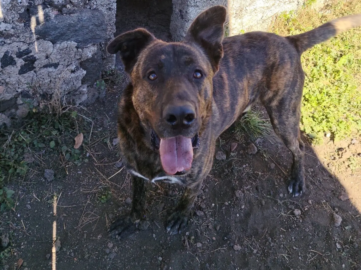 Adozione cane, maschio, Pastore olandese Razza sconosciuta, 10 mesi, taglia gigante, Catania