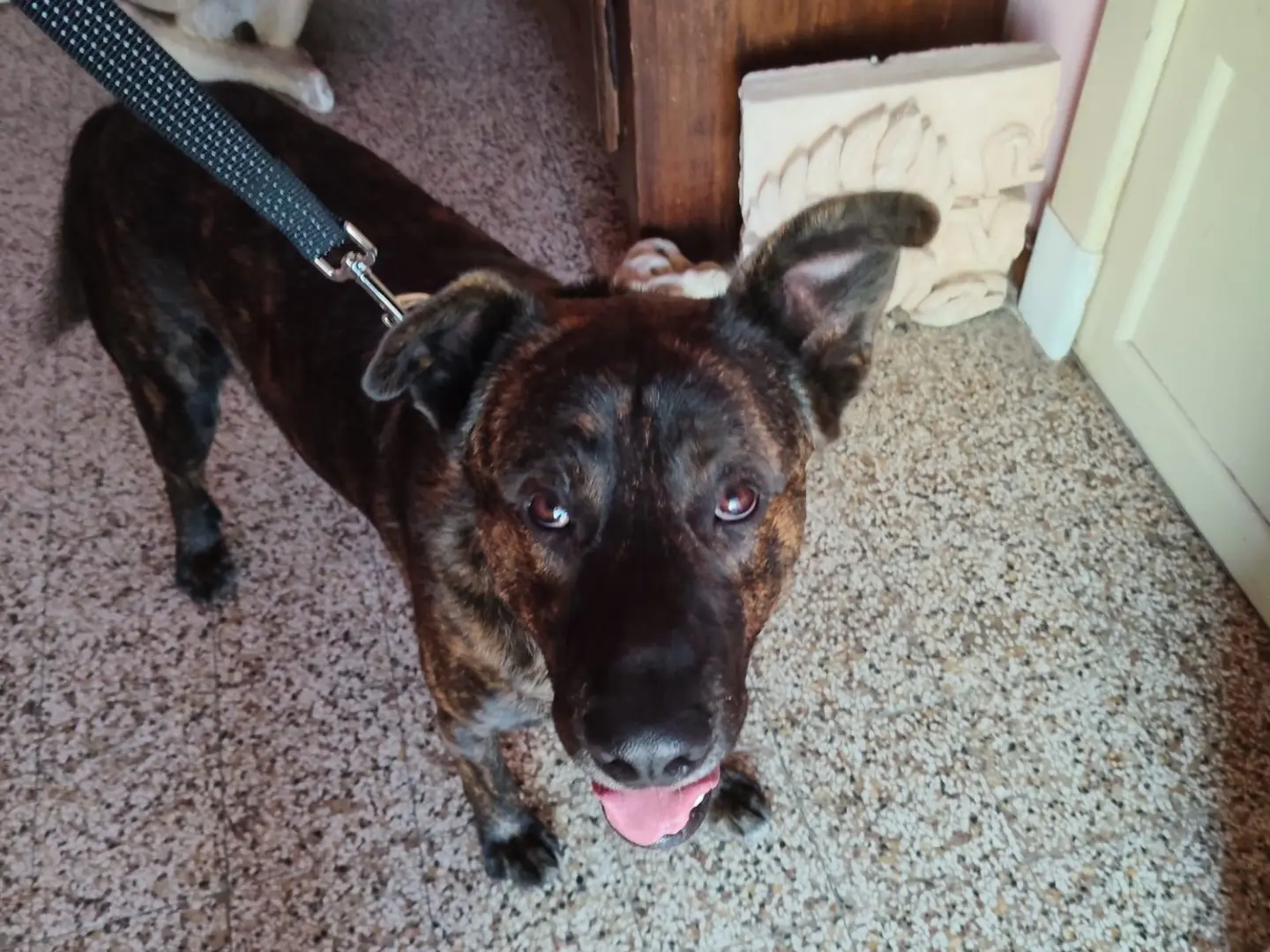 Adotta un cane, maschio, 10 mesi, Catania