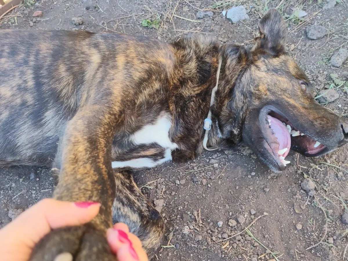 Adotta un cane, taglia gigante, maschio, Catania