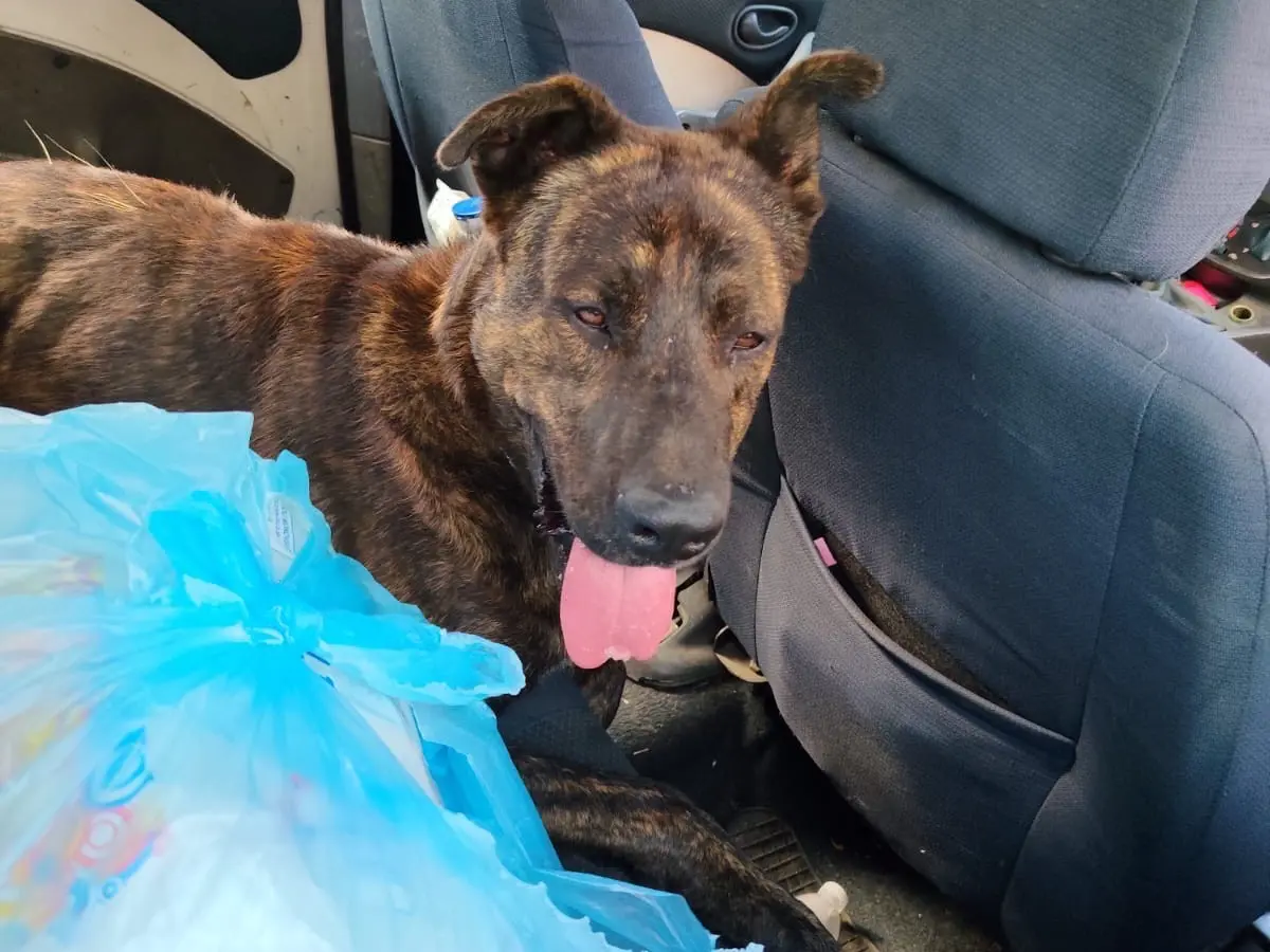 Vuoi adottare un cane a Catania?
