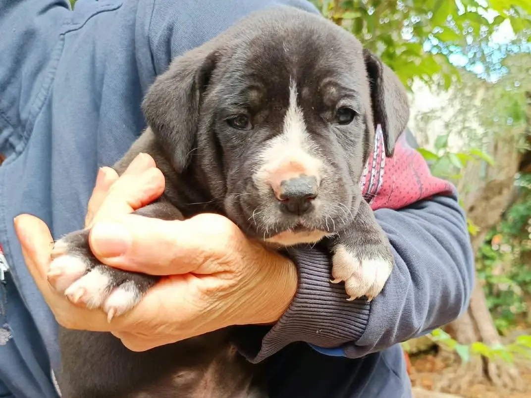 Adozione cane, femmina, Corso Razza sconosciuta, 1 mese, taglia grande, Bergamo