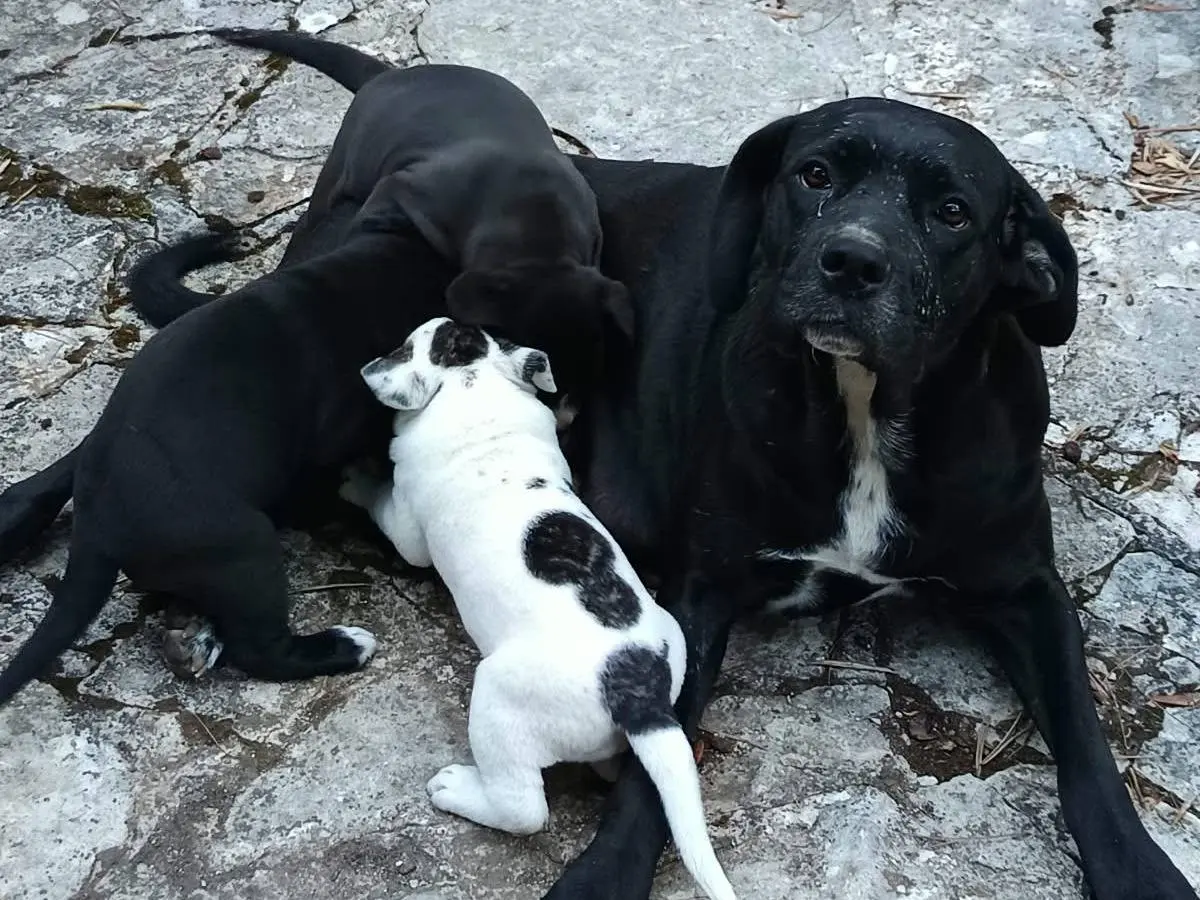Adotta il cane Zulma a Bergamo