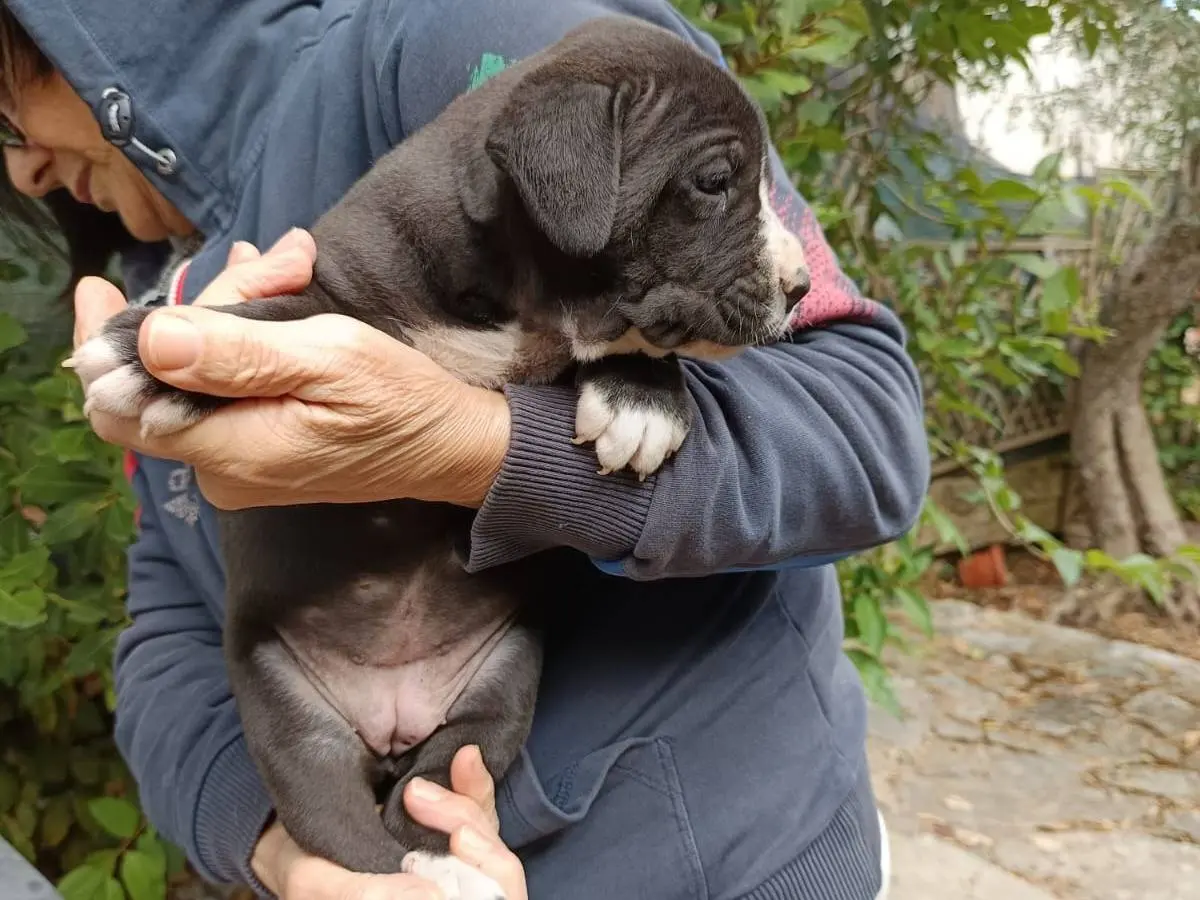 Vuoi adottare un cane a Bergamo?
