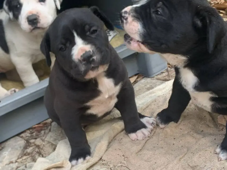 Adotta un cane, femmina, 1 mese, Bergamo