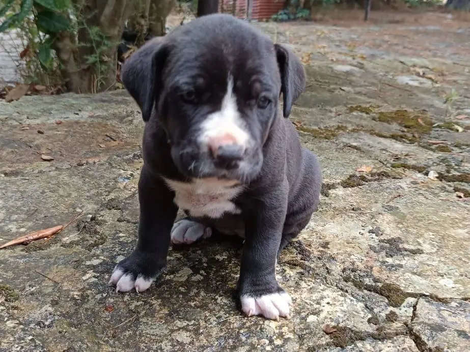 Adotta un cane, taglia grande, femmina, Bergamo