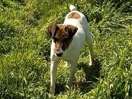 Adotta un cane, maschio, 6 anni e 2 mesi, Potenza
