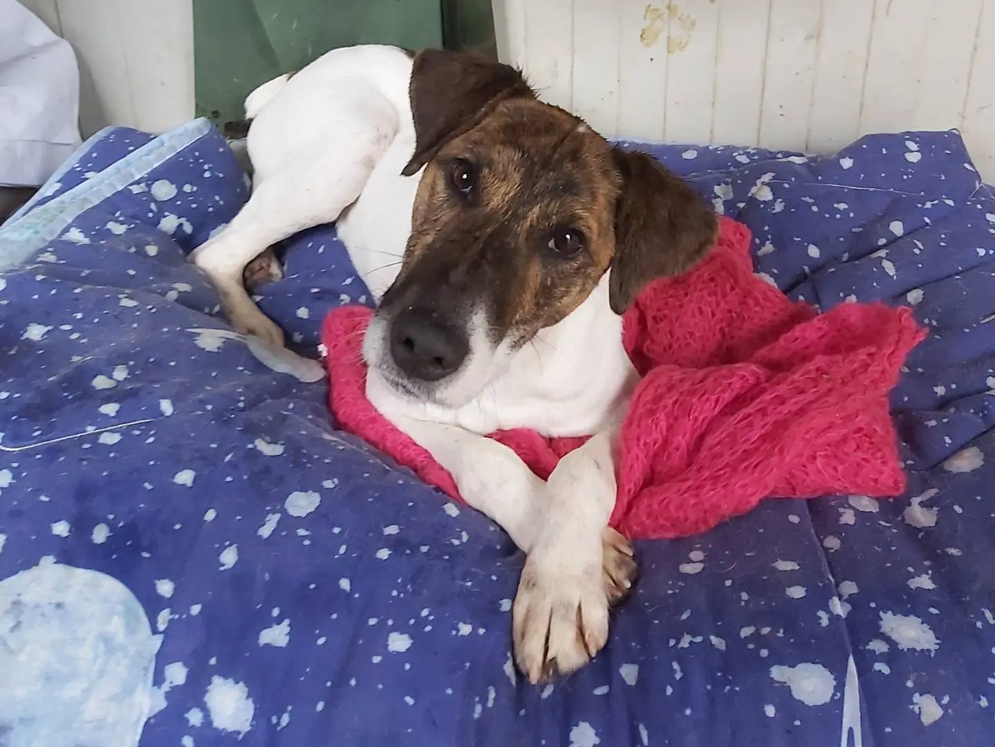 Adozione cane, maschio, Fox Terrier a pelo liscio Razza sconosciuta, 6 anni e 2 mesi, taglia media, Potenza