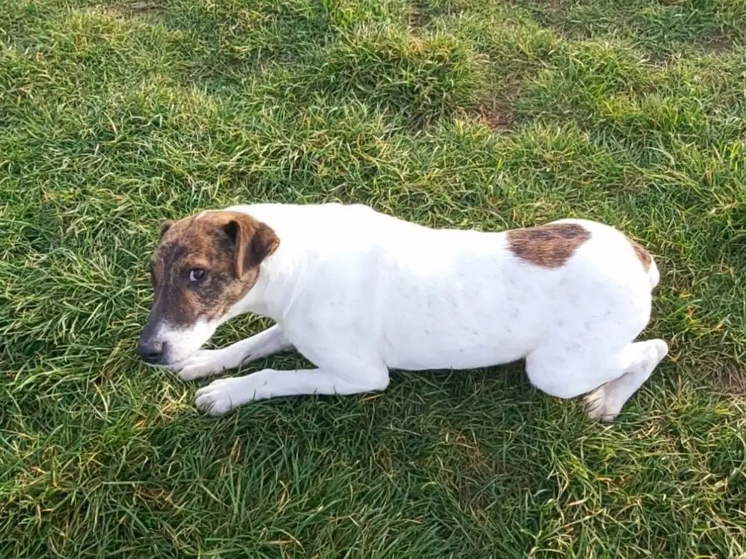 Vuoi adottare un cane a Potenza?