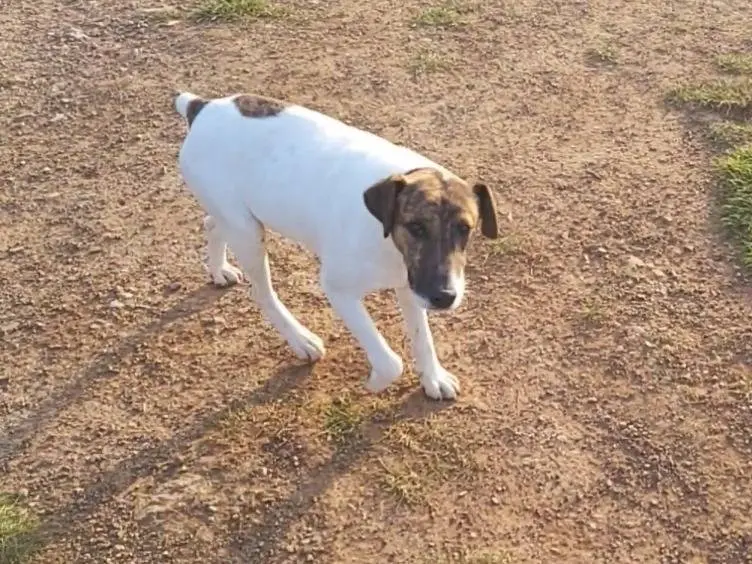 Adotta un cane, taglia media, maschio, Potenza