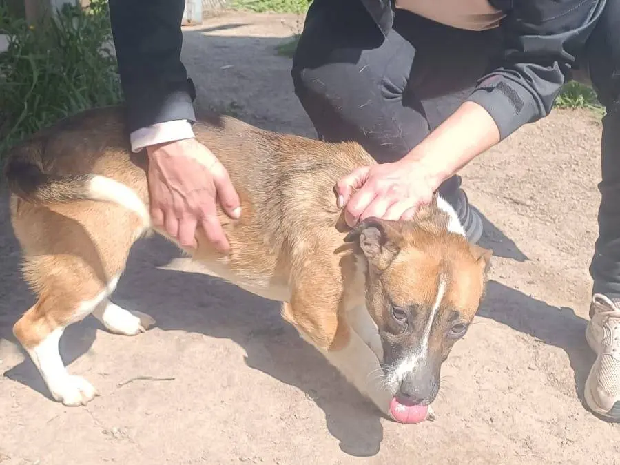 Adotta un cane, femmina, 3 anni e 8 mesi, Viterbo