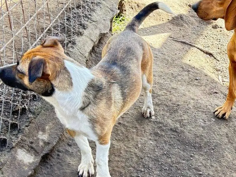 Adotta un cane, taglia piccola, femmina, Viterbo