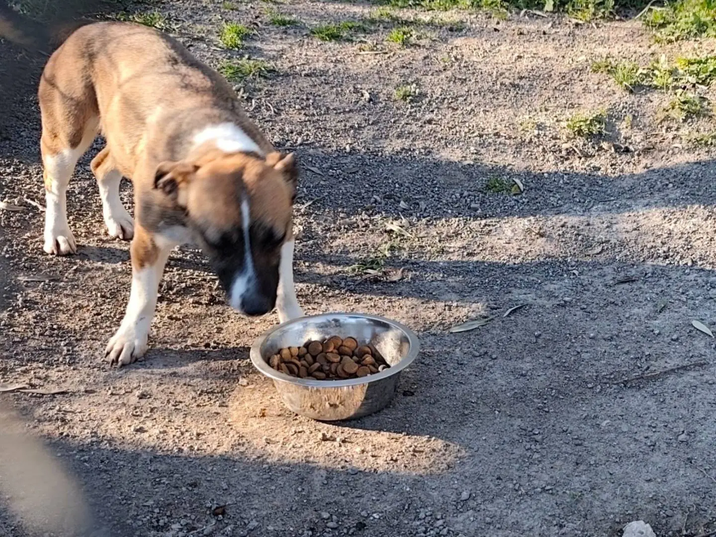 Adotta il cane Karma a Viterbo