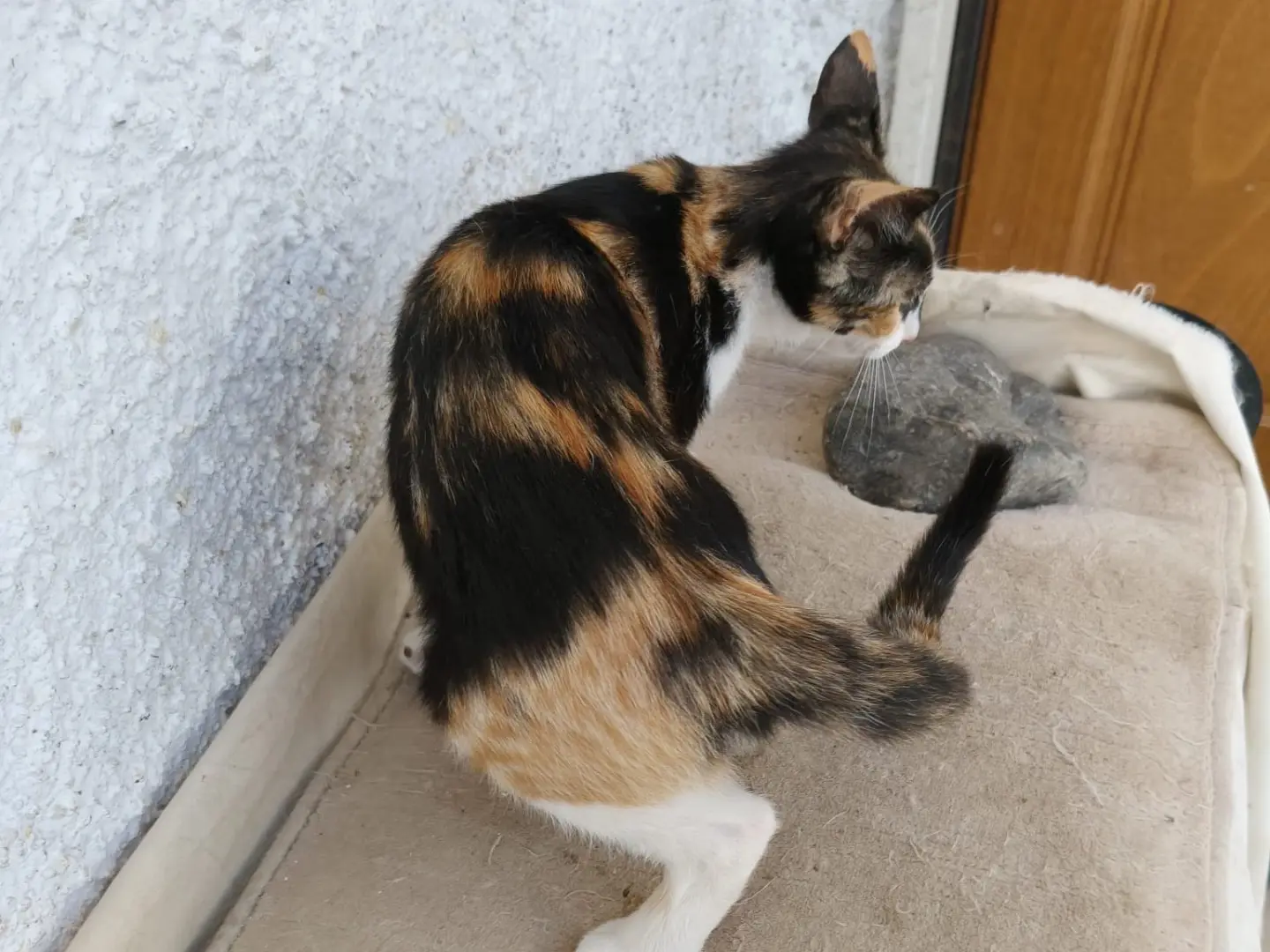 Adotta un gatto, femmina, 5 mesi, Crotone