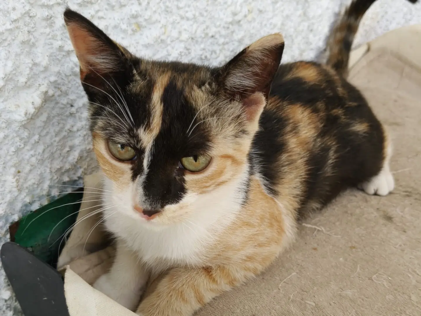 Adozione gatto, femmina, Razza sconosciuta Razza sconosciuta, 5 mesi, taglia non valida, Crotone