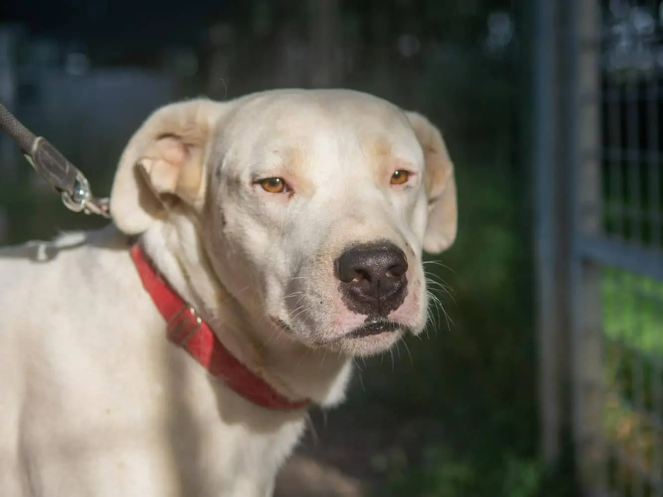 Adotta un cane, maschio, 8 anni e 5 mesi, Bologna