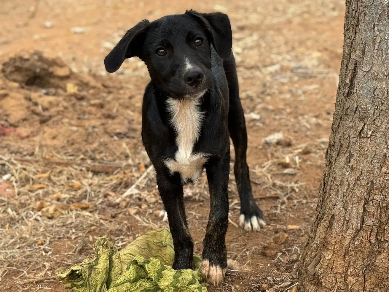 Adotta un cane, taglia media, femmina, Trapani
