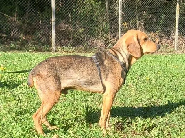 Foto 3 dell'animale