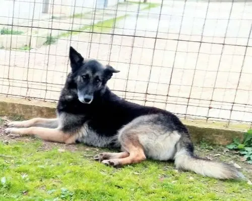 Adozione cane, maschio, Razza sconosciuta, 9 anni e 11 mesi, taglia media, Taranto