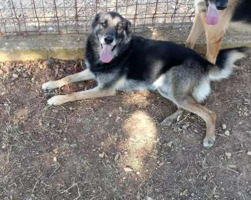 Adotta un cane, taglia media, maschio, Taranto