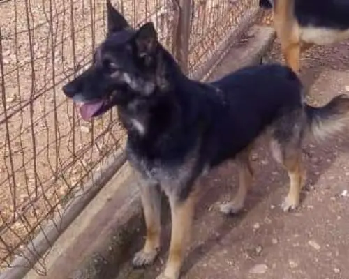 Adotta un cane, maschio, 9 anni e 11 mesi, Taranto