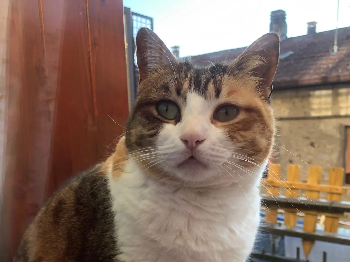Adozione gatto, femmina, Razza sconosciuta Razza sconosciuta, 5 anni e 6 mesi, taglia non valida, Brescia