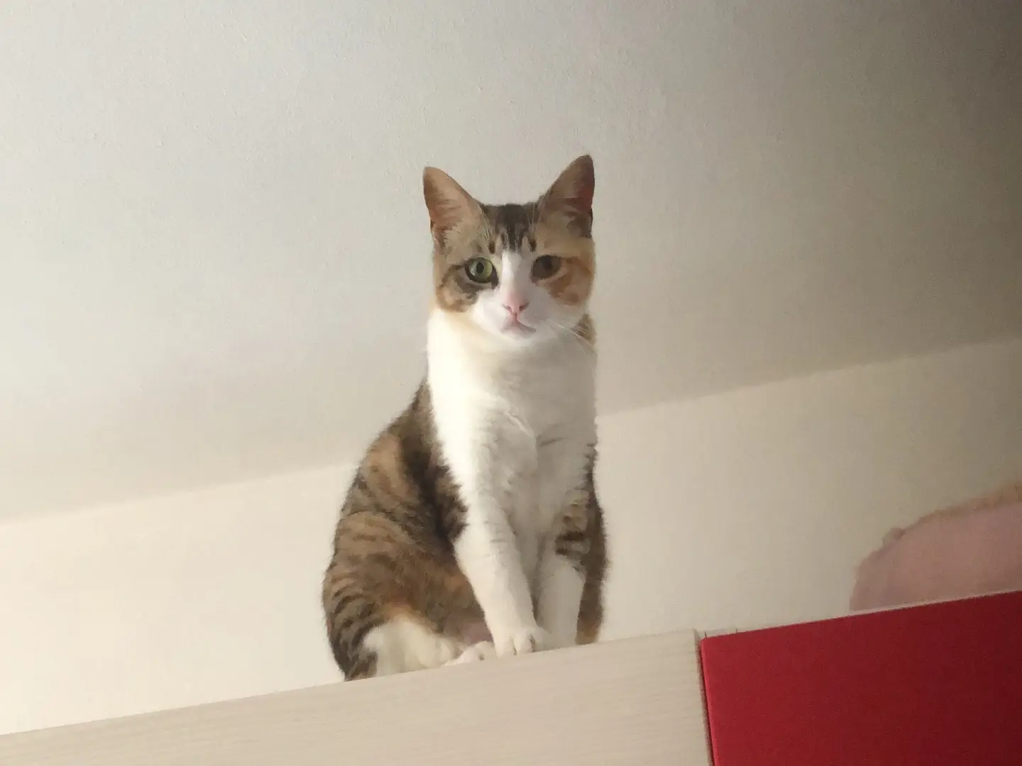 Adotta un gatto, taglia non valida, femmina, Brescia
