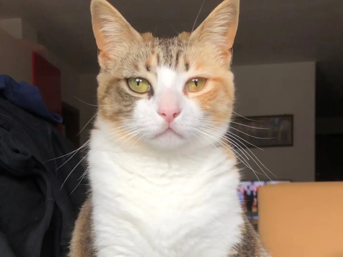 Adotta un gatto, femmina, 5 anni e 6 mesi, Brescia