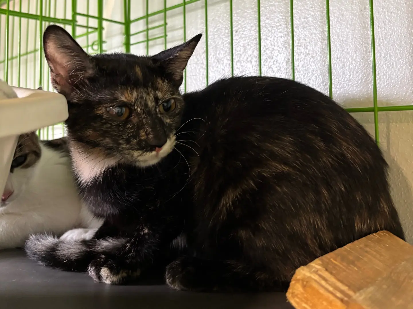 Adozione gatto, femmina, Razza sconosciuta Razza sconosciuta, 6 mesi, taglia non valida, Brescia