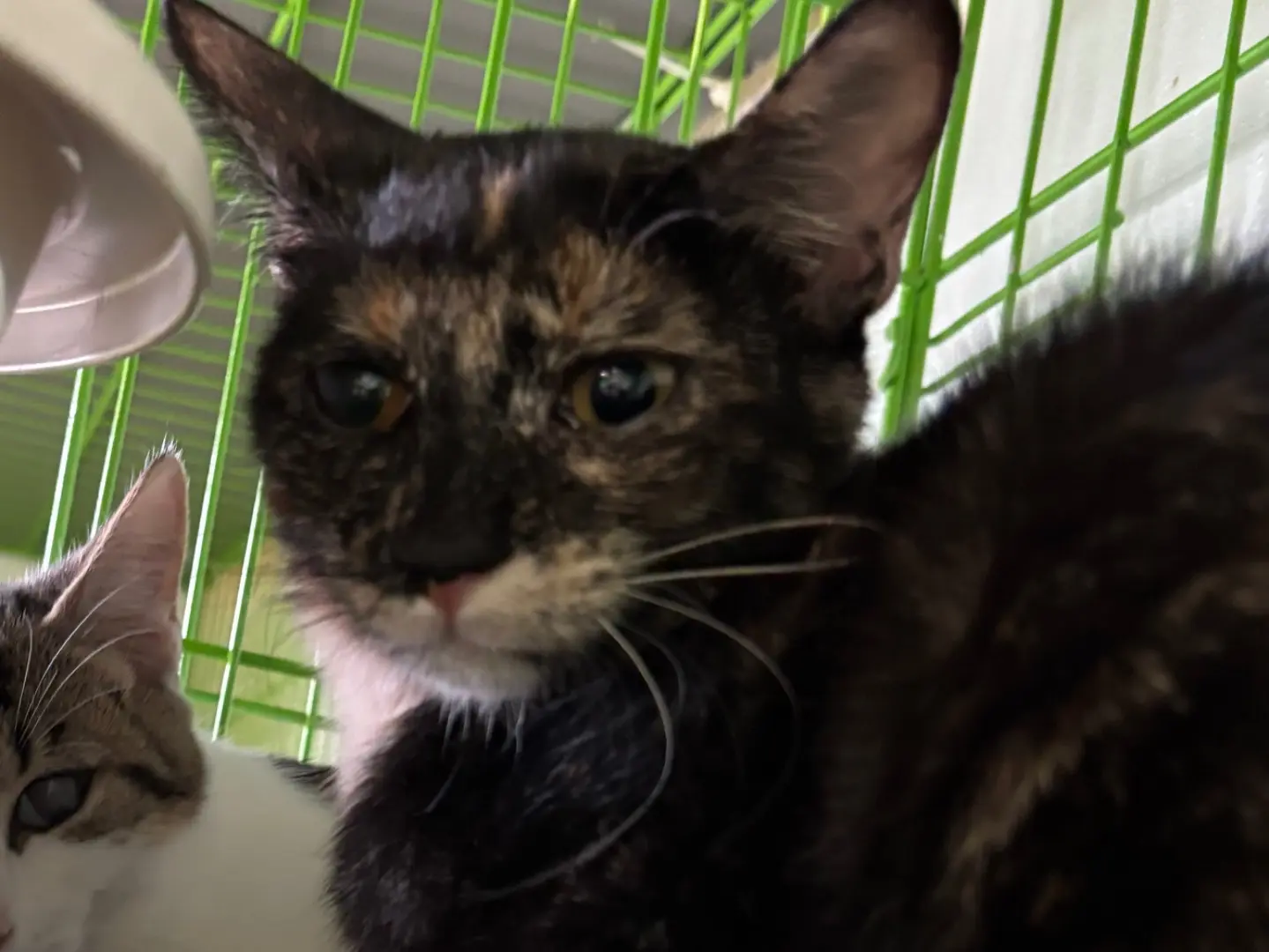 Adotta un gatto, femmina, 6 mesi, Brescia
