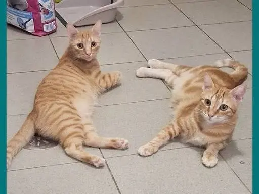 Adozione gatto, maschio, Razza sconosciuta Razza sconosciuta, 2 anni e 4 mesi, taglia non valida, Catanzaro